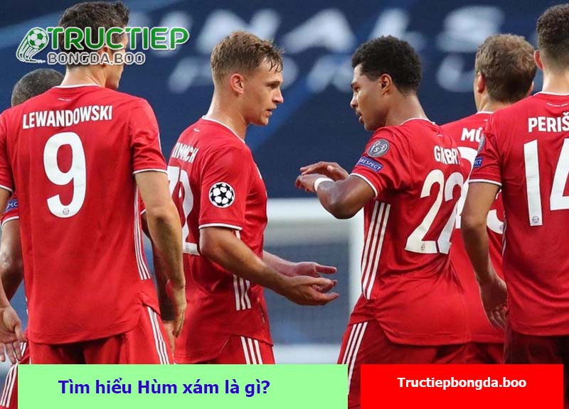 Tìm hiểu Hùm xám là gì?